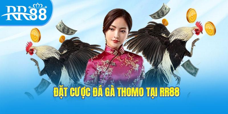 Đặt cược đá gà Thomo tại RR88